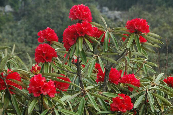 杜鵑花