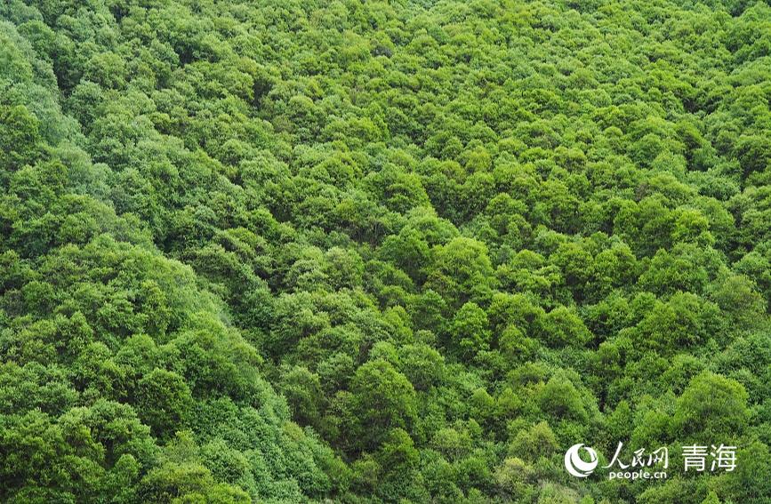 郁郁蔥蔥的娘娘山麓。人民網(wǎng) 陳明菊攝