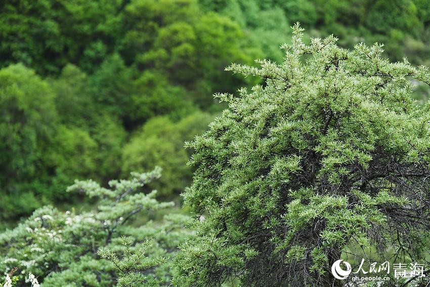 娘娘山麓。人民網(wǎng) 陳明菊攝