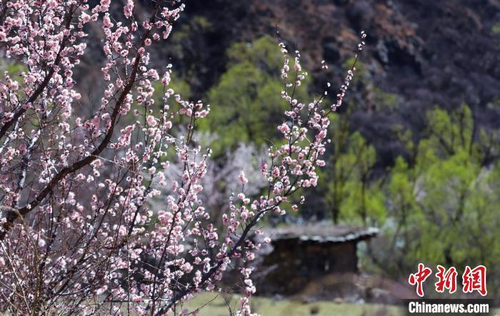 白玉縣河谷間盛開的桃花?！“子袢诿?攝