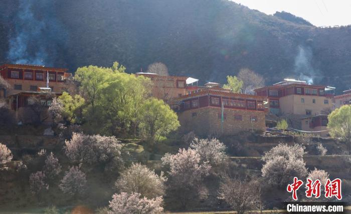 暖陽下白玉縣河坡鎮(zhèn)正在盛開的桃花與藏式民居?！“子袢诿?攝