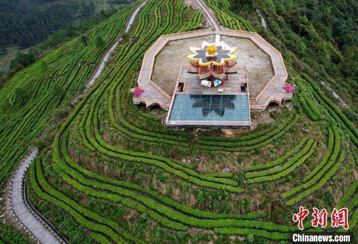 圖為西藏林芝市墨脫縣背崩鄉(xiāng)格林村山頂?shù)木坝^茶園。(無人機照片) 李林 攝
