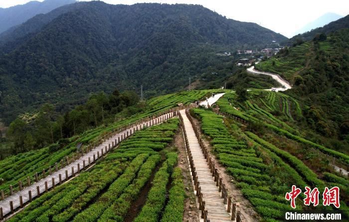 圖為西藏林芝市墨脫縣背崩鄉(xiāng)格林村山頂?shù)木坝^茶園。(無人機照片) 李林 攝