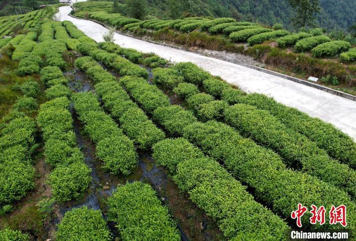 圖為西藏林芝市墨脫縣背崩鄉(xiāng)格林村山頂?shù)木坝^茶園。(無人機照片) 李林 攝