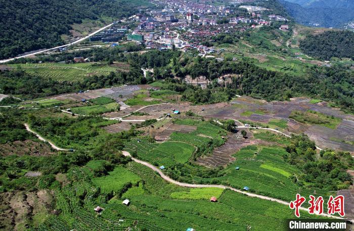 圖為西藏林芝市墨脫縣城附近的茶田。(無人機照片) 李林 攝