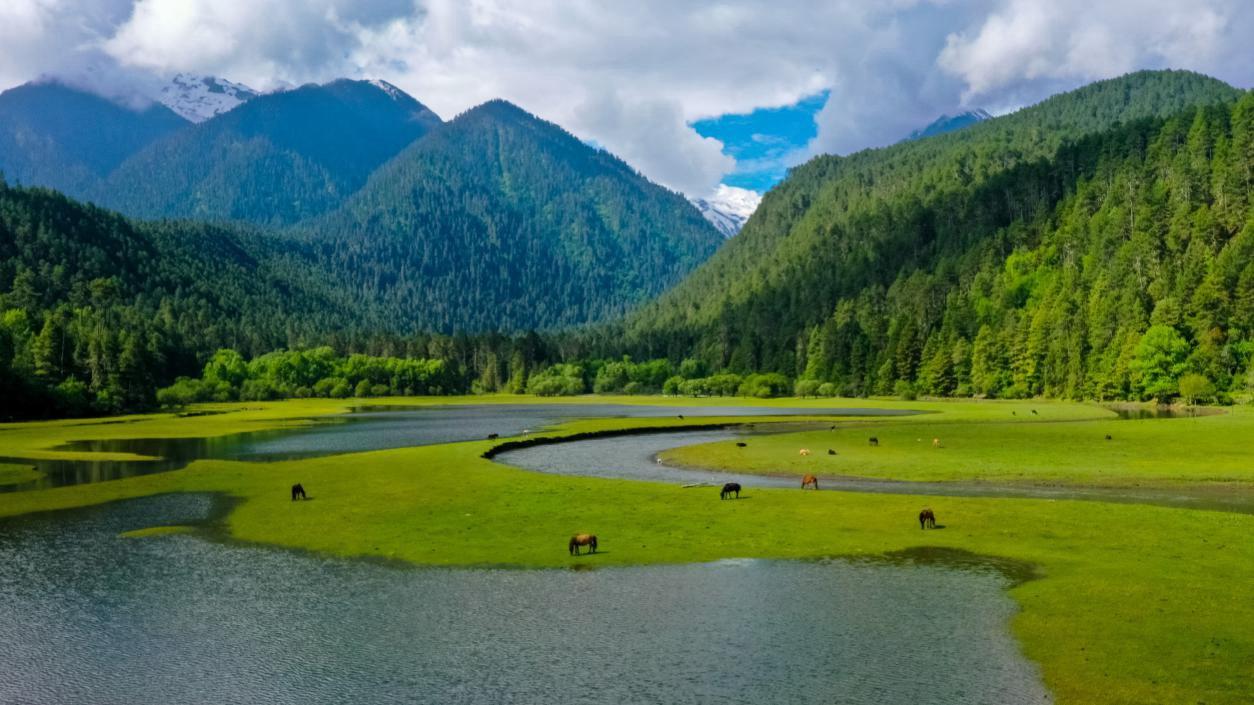 中國最美十大森林之一崗云杉林。西藏自治區(qū)旅發(fā)廳供圖