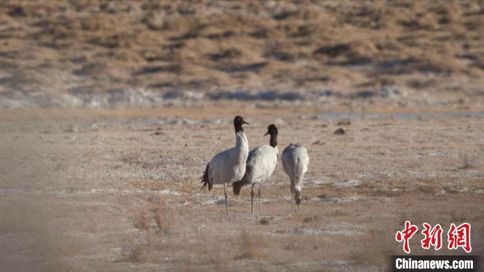 珍稀鳥類黑頸鶴、灰鶴現(xiàn)身青海格爾木